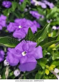 Image result for Brunfelsia australis