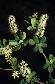 Image result for Terminalia randii