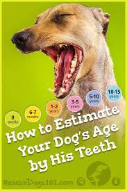 Checking Your Dogs Age By His Teeth Dog Ages Dog