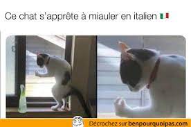 When u in a group chat and someone from the chat msgs u from outside the chat. Ben Pourquoi Pas Humour Auf Twitter Quand Tu As Un Chat Italien Https T Co Scjvx0v6xd Benpourquoipas Italie Animaux Ridicule Humourdemerde Photos Meme Royaumedesanimaux Connerie Drolehumour Photosdujour Photodujours Animal
