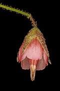Image result for Hermannia boraginiflora