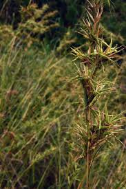 Image result for Cymbopogon caesius