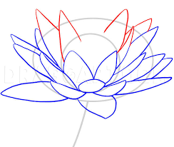 Mark off the width and height of the picture. How To Draw A Water Lily Step By Step Drawing Guide By Dawn Dragoart Com