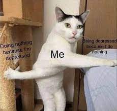Share the best gifs now >>>. Funny Cat Pfps For Discord Andrewstevenwatson