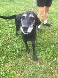 Find labrador retriever puppies for sale and dogs for adoption near you in akron, canton, cincinnati, cleveland, columbus, toledo, youngstown or ohio. Pin On Dog Stuff