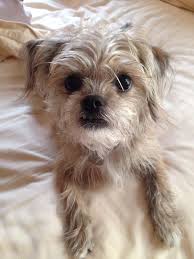 Let us take a look at its parental breeds to husky lab mix temperament and puppy stages. Pin On Puppies