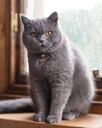 British Shorthair Cat British Shorthair Cats British Blue Cat British Shorthair