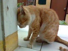 They may rub and head press against your leg to show affection as they. Recognizing Head Pressing Behavior In Your Cats Could Save Their Lives