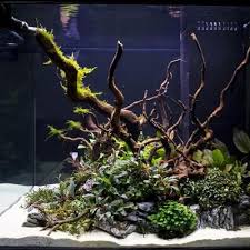 Spiderwood Aquascape Aquarium Aquascape Aquarium Fish Tank