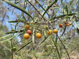 Image result for Elaeodendron