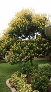 These yellow flowers promise to put some pep in your garden. Plant Identification Closed Tall Tree Yellow Flower Small Leaves 2 By Websrchr
