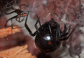 The black widow spider also occurs throughout all four deserts of the american southwest. Pair Of Black Widows Latrodectus Mactans Bugguide Net
