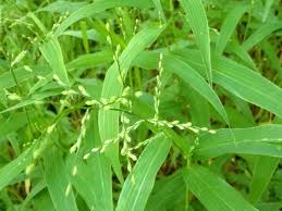 Image result for Urochloa brevispicata