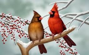 88 Cardinal Hd Wallpapers Background Images Wallpaper Abyss