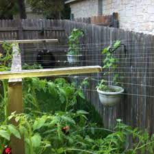 Fishing line to keep birds away. Fishing Line Between Tomato Trellis And Fence To Deter Birds Tomato Trellis Dreamy Garden Fishing Line
