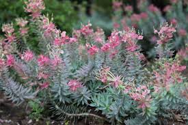Euphorbia dulcis (euphorbe douce, euphorbe pourprée) vivace herbacée, très rustique, rhizomateuse, qui forme une touffe dressée et. Deux Ou Trois Petites Choses Sur Les Euphorbes De Nos Jardins Botanique Jardins Paysages