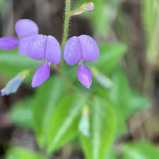 Image result for Desmodium uncinatum