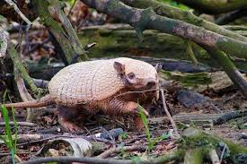 They look for worms, grubs, and other types of underground bugs and pests to snack on. How To Get Rid Of Armadillo 4 Natural Ways Keep Armadillos Out Of Your Yard