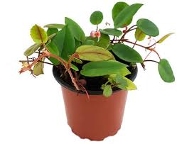 Image result for Begonia elaeagnifolia