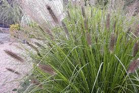 Die meisten arten sind mehrjährig und winterhart und eignen sich auch für die bepflanzung von kübeln. Die Verschiedenen Arten Ziergraser Fur Den Garten