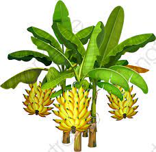 Senarai simbol & petunjuk peta lakar. Gambar Lukisan Pokok Pisang Cikimm Com