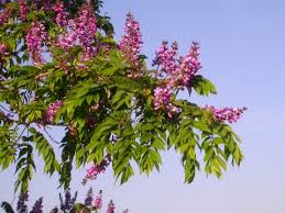 Image result for Millettia