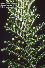 Image result for Adenocarpus mannii
