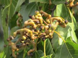 Image result for Hovenia dulcis