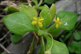 Image result for Tetragonia spicata