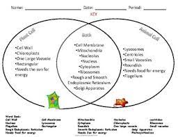 What do both plant and animal cells have in common? Claim Evidence Reasoning To Compare Plant And Animal Cells Tpt