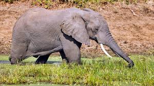 Sie sollten sie ihm vielmehr als eine art „spielzeug schenken und zum anfang zeigen, was man damit machen kann. Steckbrief Elefant Wissen Swr Kindernetz