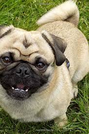 A Happy Smiling Tan Pug Puppy Dog Pet Journal 150 Page Lined Notebook Diary Creations Cs 9781544167336 Amazon Com Books