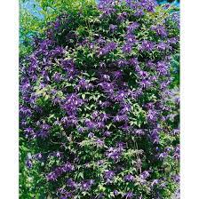 Damage is most often seen in early summer and during periods of damp weather. Clematis Macropetala Georg Pflanzen Fur Dich De 7 95