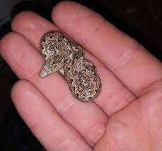 Candoia paulsoni paulsoni or the solomon island ground boas is a true rarity in captivity. Baby Solomon Island Ground Boa 1 Of Over 40 That Were Born Last Night Very Tiny Babies Snakes