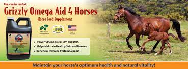 Humans have been riding horses and using them for work for millennia. Healthy 4 Horses Home Facebook