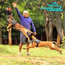 He taught me all sorts of things, said will chesney, the author of the. Jute Belgian Malinois Bite Training Tug