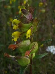 Image result for Rhinacanthus xerophilus