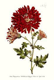 07indianchrysanthemuminternet 1 Jpg 536 800 Pixels Botanical Illustration Flower Drawing Botanical Drawings