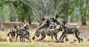 El licaón (lycaon pictus) normalmente son las hembras las que abandonan el grupo para formar una manda nueva, y lo suele hacer a partir de los dos años y medio. Africa S Wild Dogs A Survival Story Conservation Frontlines