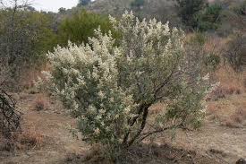 Image result for Tarchonanthus camphoratus