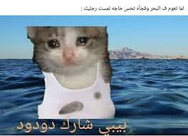 in 2021 funny animal jokes funny texts jokes funny dude