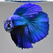 Live Betta Fish Male Solid Blue Hm Nv29 From Thailand Betta Fish Betta Fish Care Fish