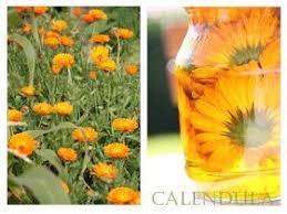 Epipa Calendula Salbe Calendula Salbe Salbe Ringelblumen