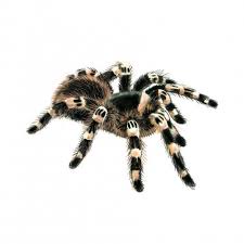 Tarantula Spider In 2020 Tarantula Spider Vector