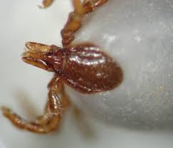 Tick/pest control for 2 acres? Ticks 101 Wcvm Today Western College Of Veterinary Medicine University Of Saskatchewan