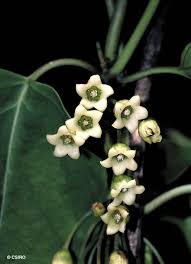 Image result for Marsdenia