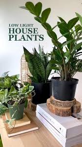 Low Light Plants Monthly Subscription En 2020 Plantes De Faible Luminosite Decoration Plantes Interieur Deco Plantes Interieur