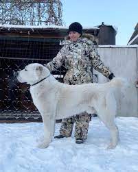 She was awarded champion title by the age of 2 years. Central Asian Shepherd 12 Months From Timertash Ru Alabai Dog Livestock Guardian Dog Breeds Dog Breeds Pictures