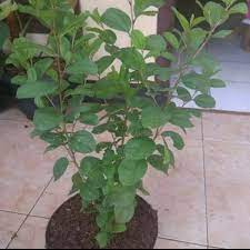 Daun bidara merupakan tanaman yang memiliki banyak sekali manfaat untuk manusia, nabi muhammad saw juga pernah menggunakan daun bidara ini untuk menjaga. Jual Diskon Pohon Bidara Arab Asli Tinggi 50cm Bibit Pohon Daun Bidara Arab Di Lapak Laska Shop Bukalapak