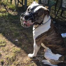What's life like with an english bulldog? American Bulldog Muzzle Uk Best Seller American Bulldog Muzzle Size 32 20